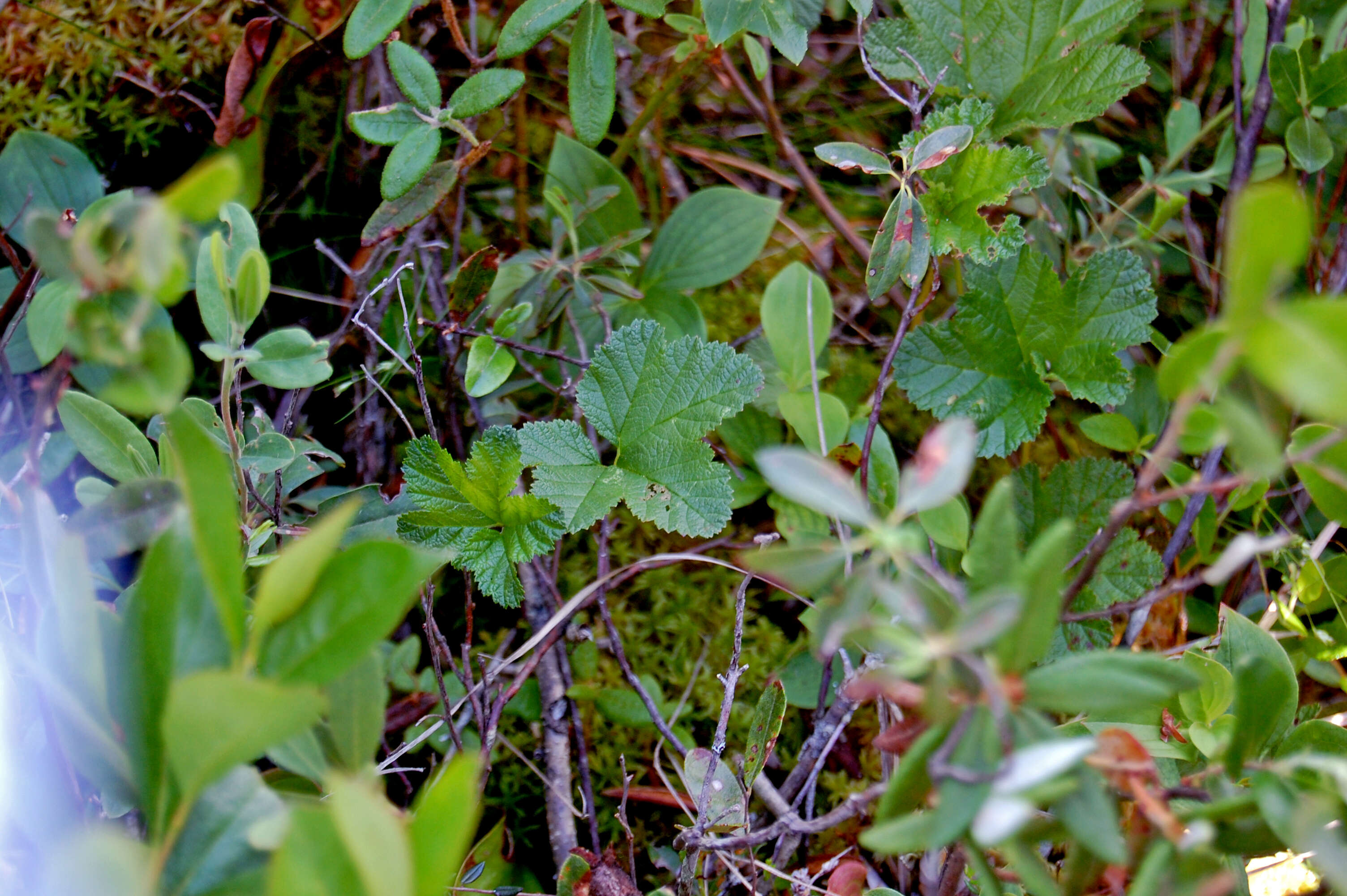 Image of cloudberry