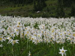 Imagem de Erythronium montanum S. Watson