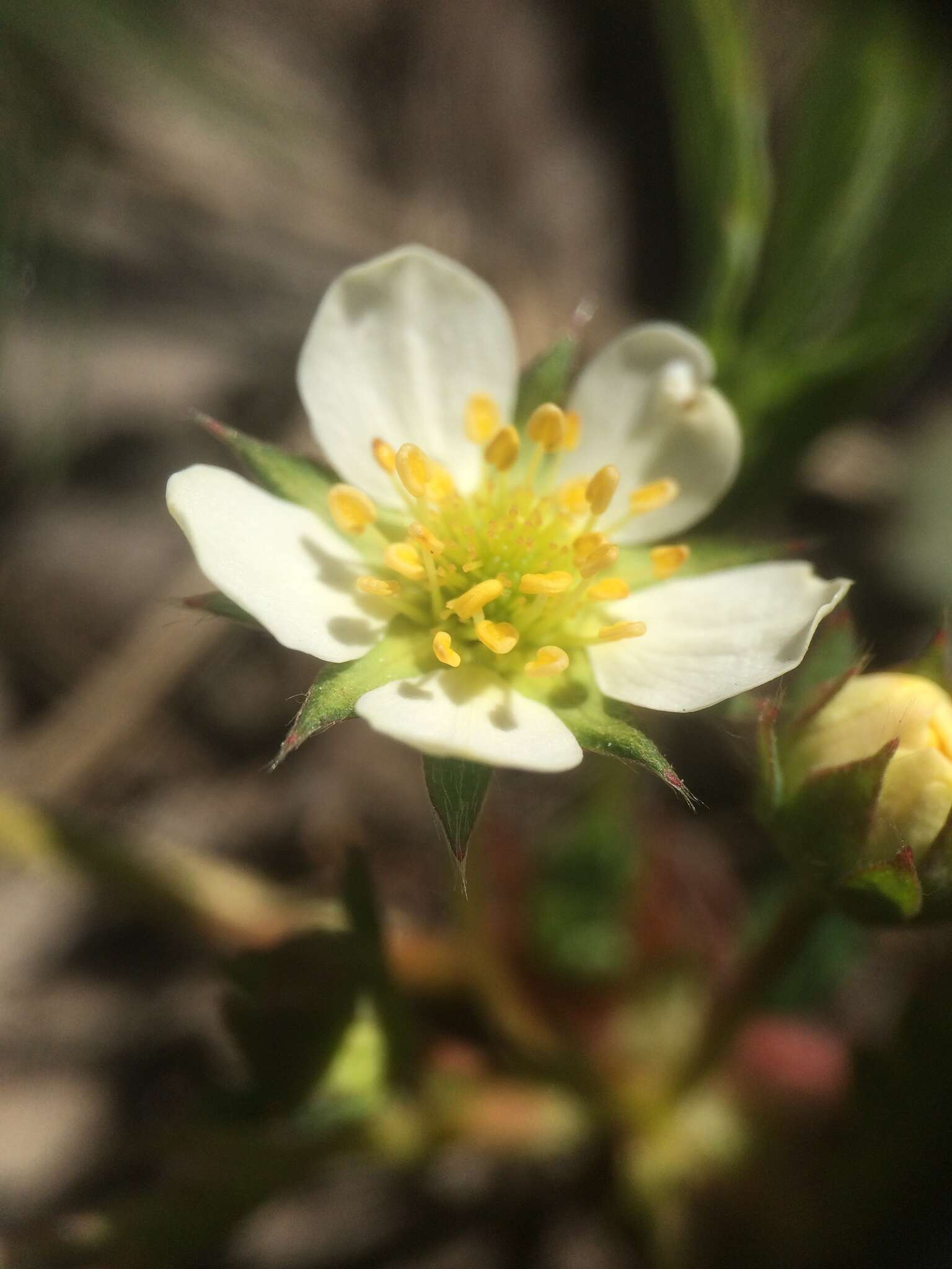 Слика од Fragaria virginiana subsp. virginiana