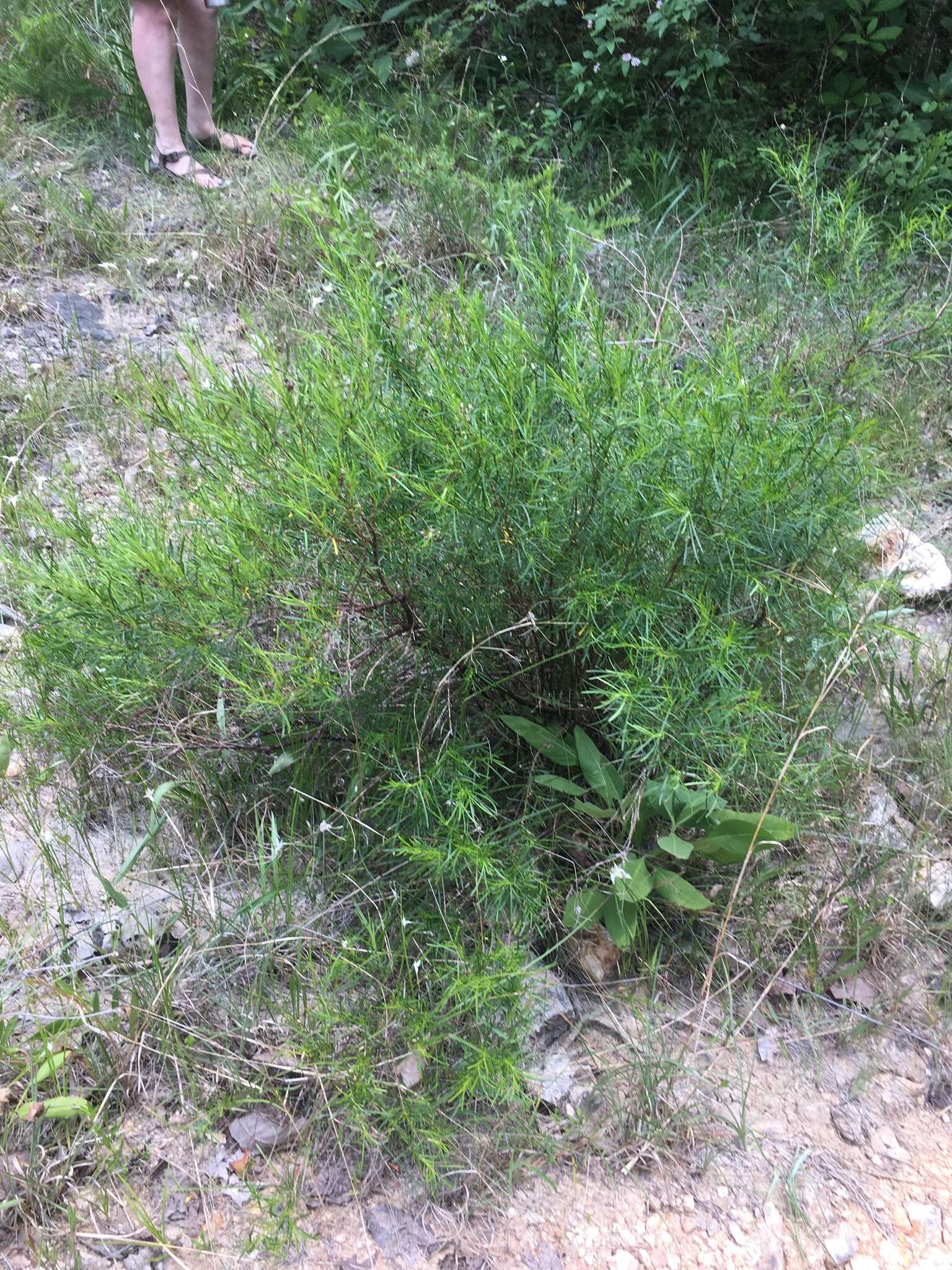 Image of Hypericum densiflorum var. interior (Small) Sorrie & Weakley