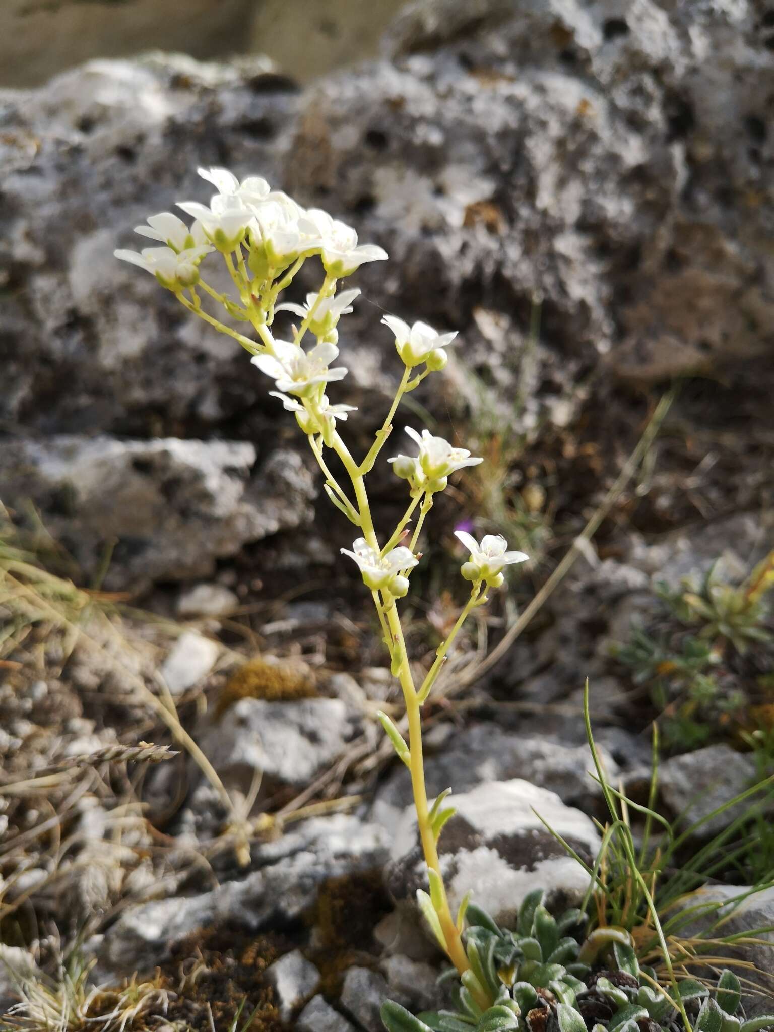 Sivun Saxifraga callosa Sm. kuva