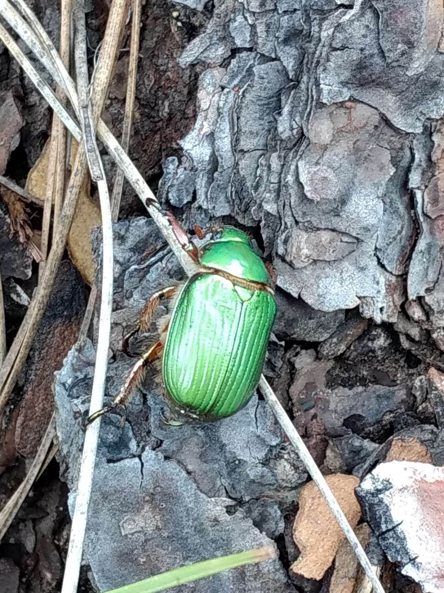 Imagem de Chrysina lecontei (Horn 1882)