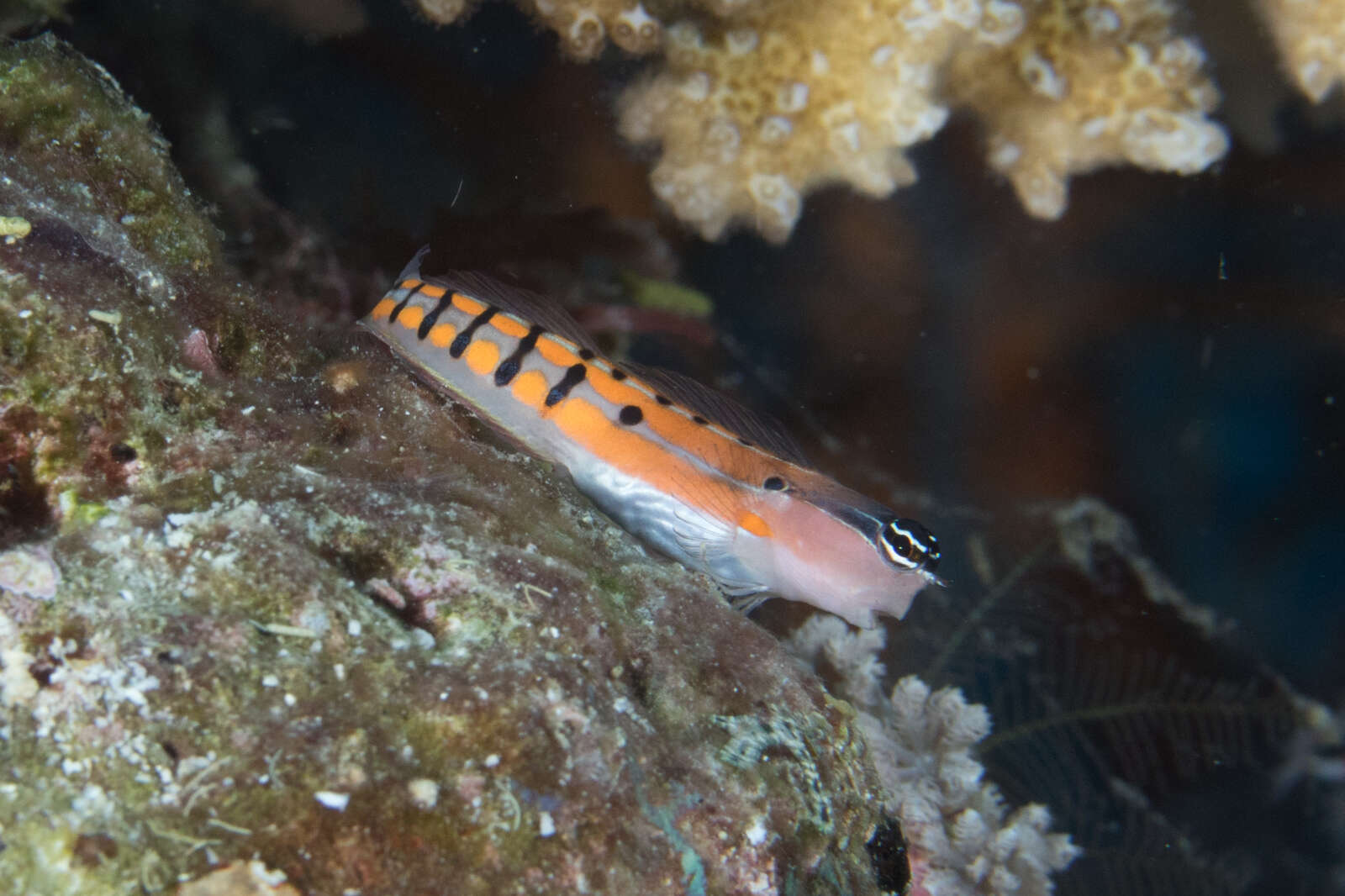 Image of Axelrod's Clown Blenny