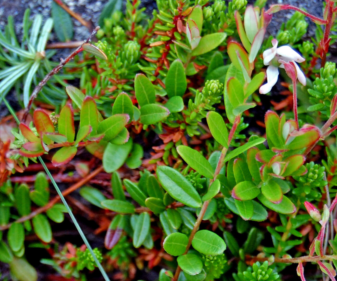 Image of Vaccinium macrocarpon