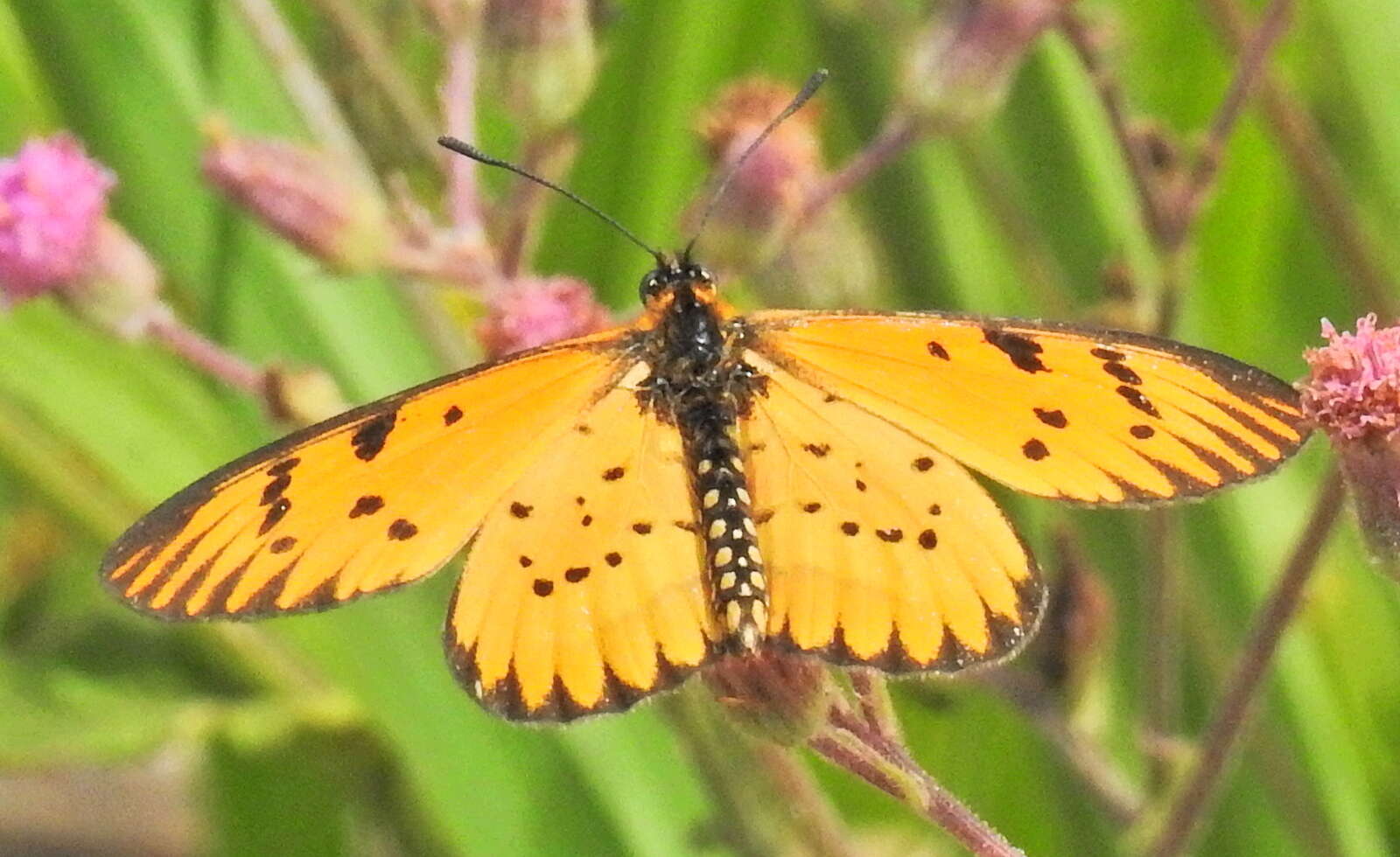 Image of <i>Acraea <i>rahira</i></i> rahira