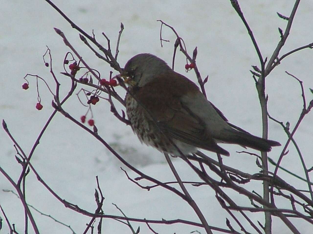 Image of Fieldfare