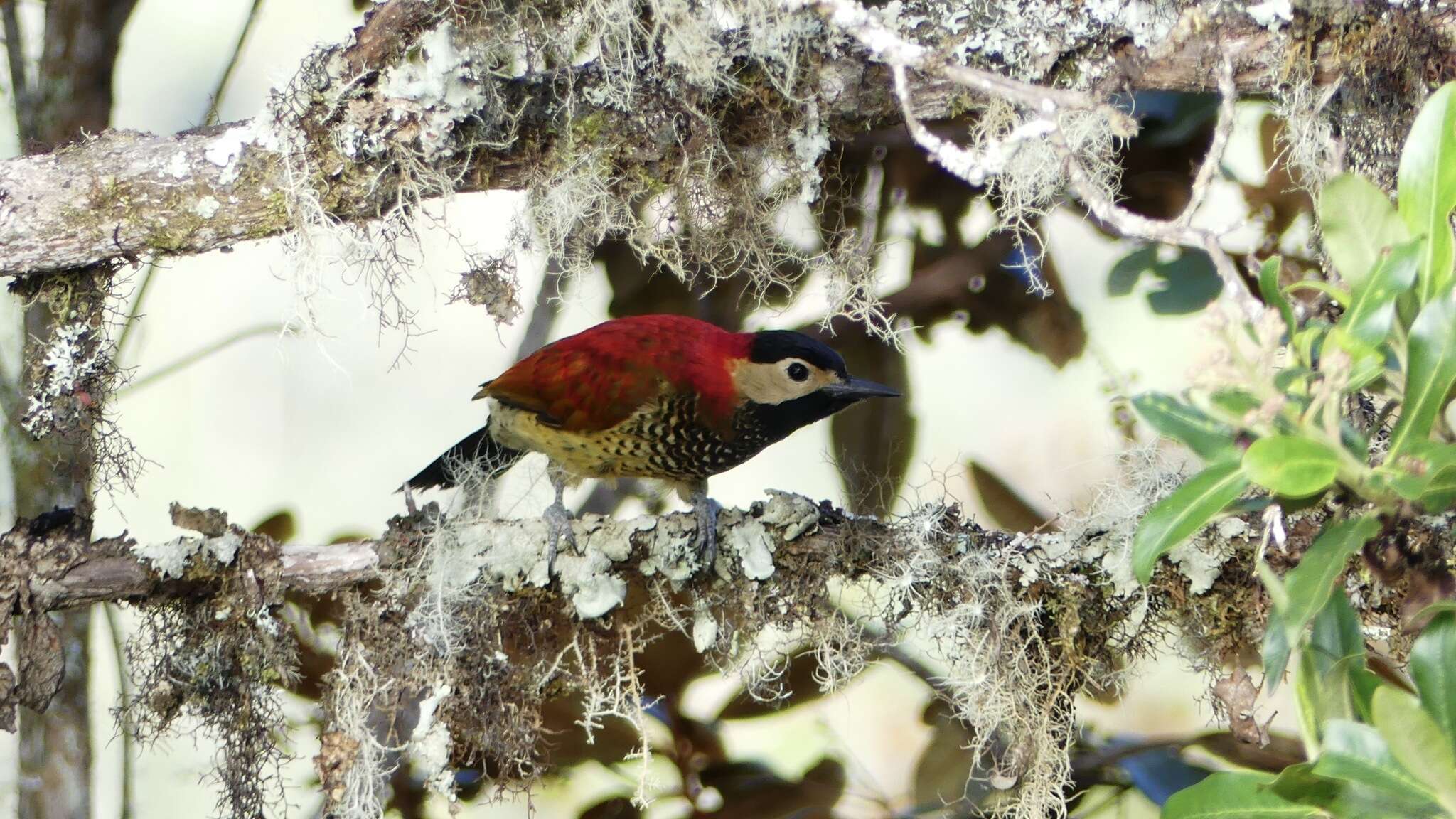 Image of Colaptes rivolii atriceps (Sclater, PL & Salvin 1876)