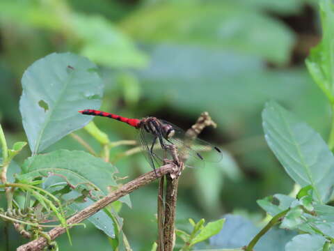 Image of Sympetrum nantouensis Tang, Yeh & Chen 2013