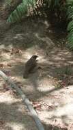 Image of Masked Laughingthrush