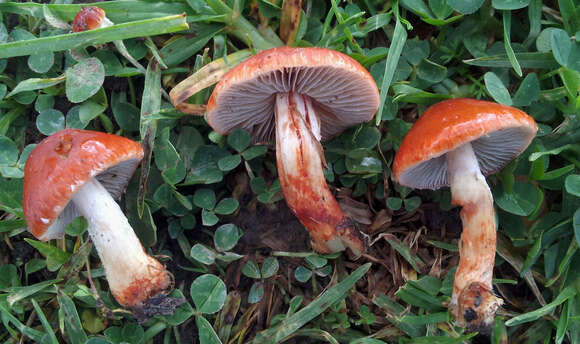 Image of Leratiomyces