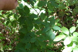 Image of Allegheny Serviceberry