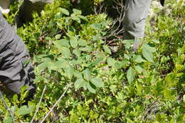 Image of Allegheny Serviceberry