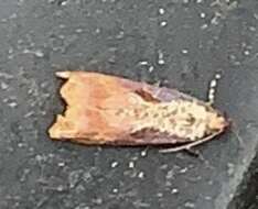 Image of Maple Leaftier Moth