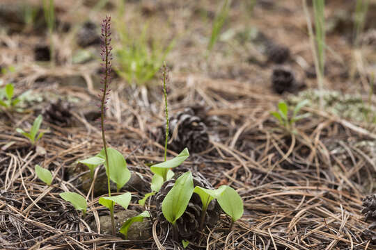 Image of Cochise adder's-mouth orchid