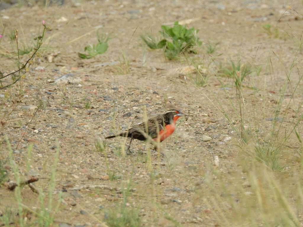 Image of Long-tailed Meadowlark