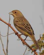 Image of Brown-headed Bunting