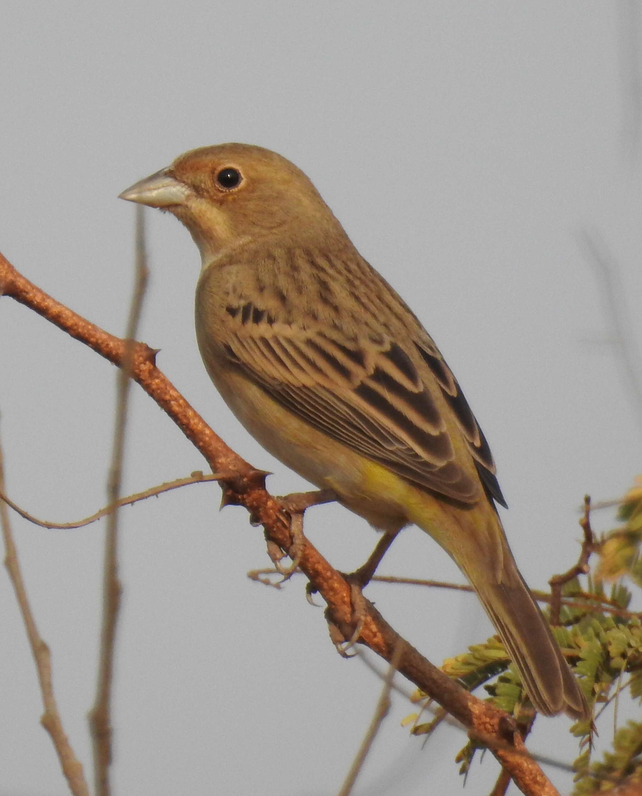 Image of Brown-headed Bunting