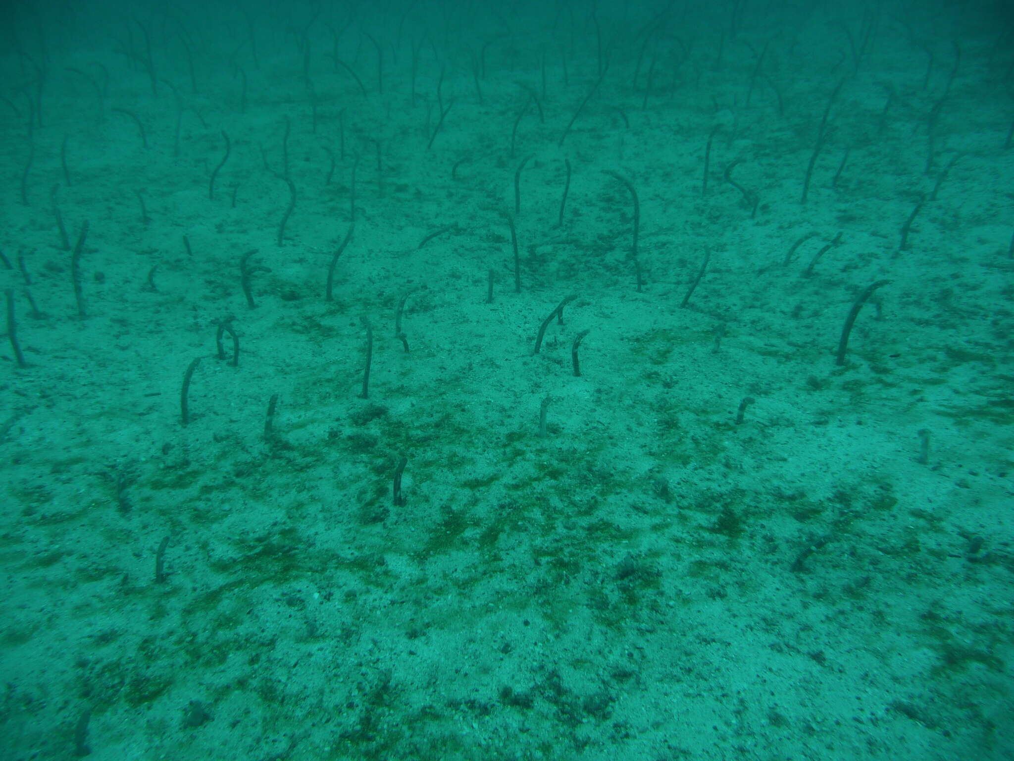 Image of Galapagos garden eel