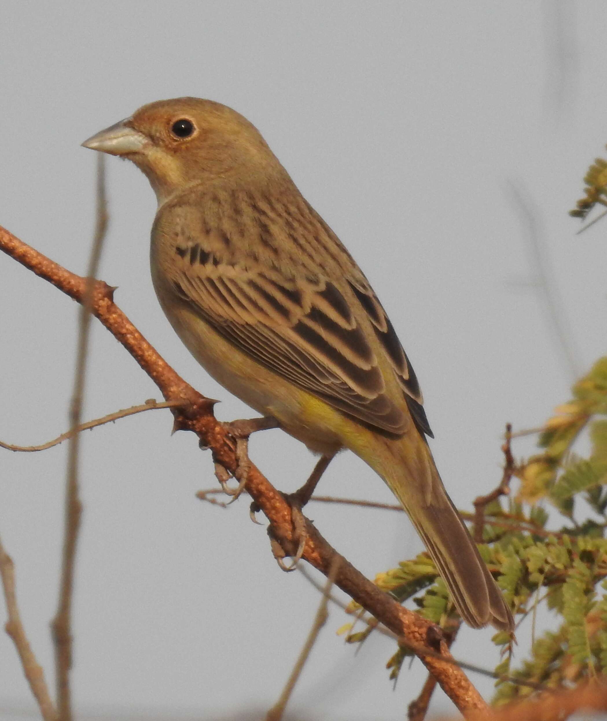 Image of Brown-headed Bunting