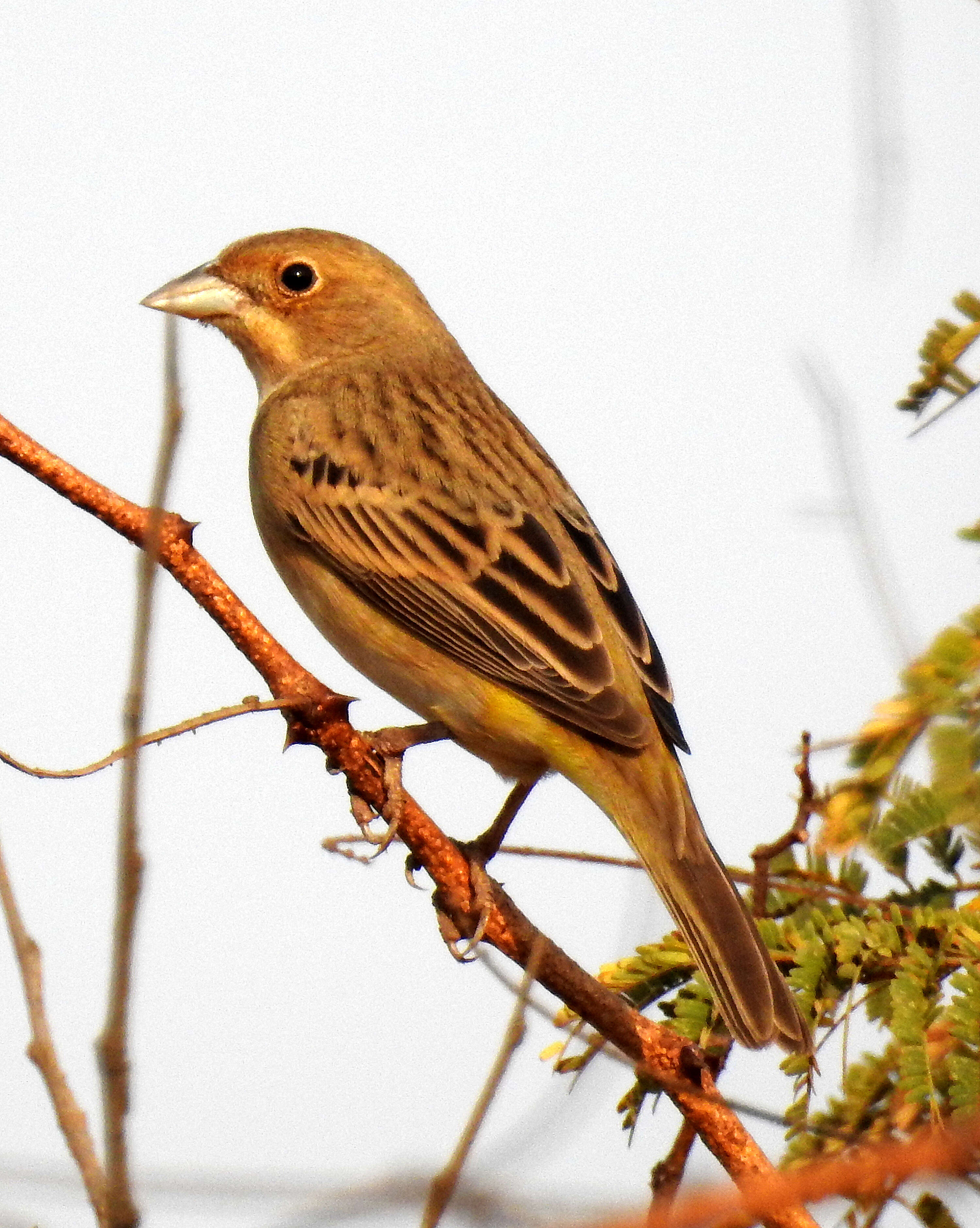 Image of Brown-headed Bunting