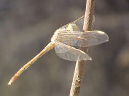 Image of Orthetrum angustiventre (Rambur 1842)