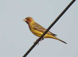 Image of Brown-headed Bunting