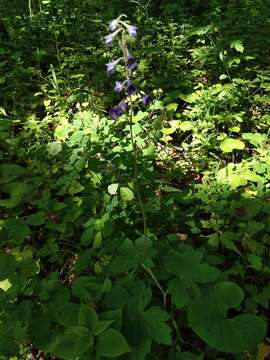 Image of Delphinium maackianum Regel