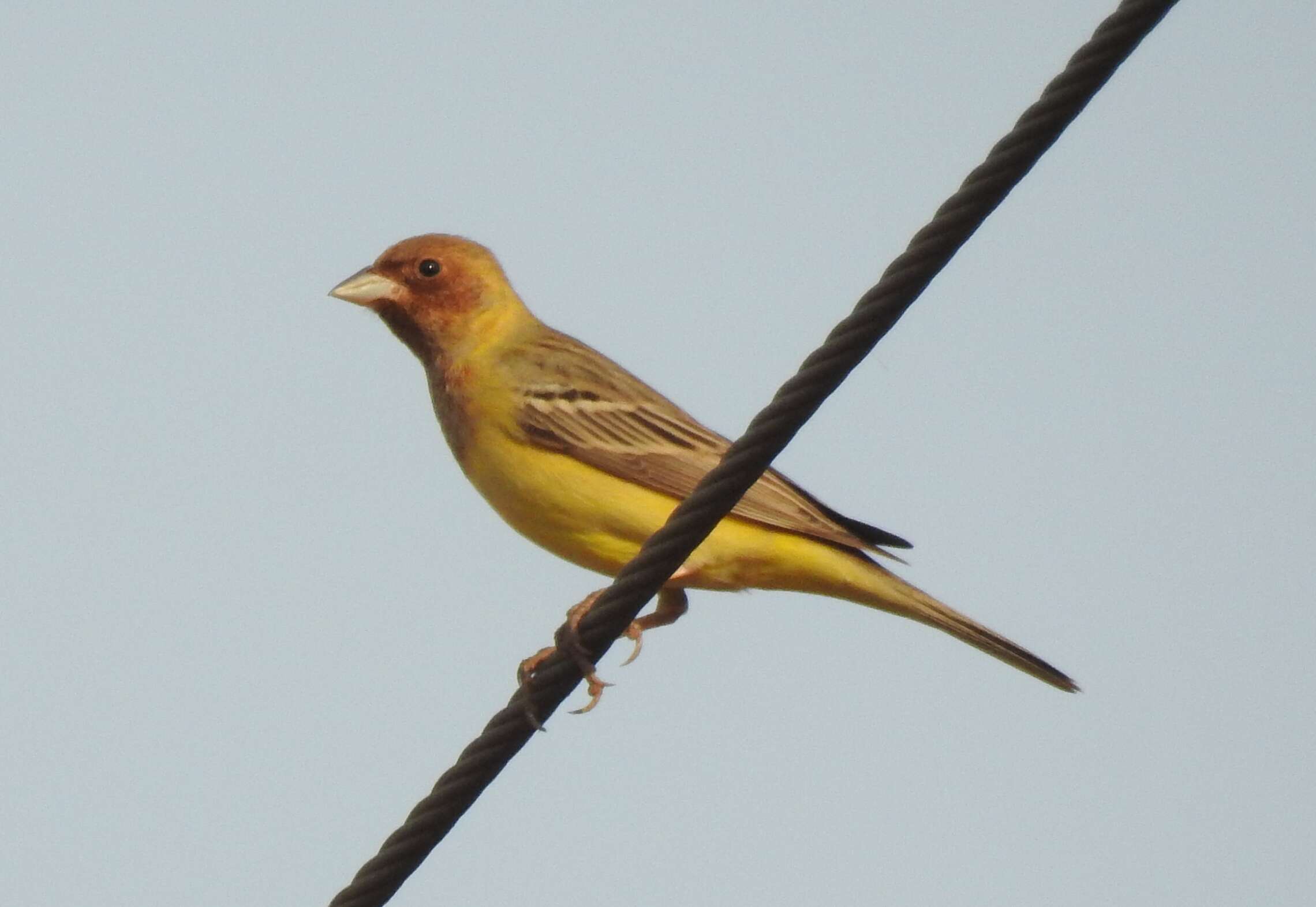 Image of Brown-headed Bunting