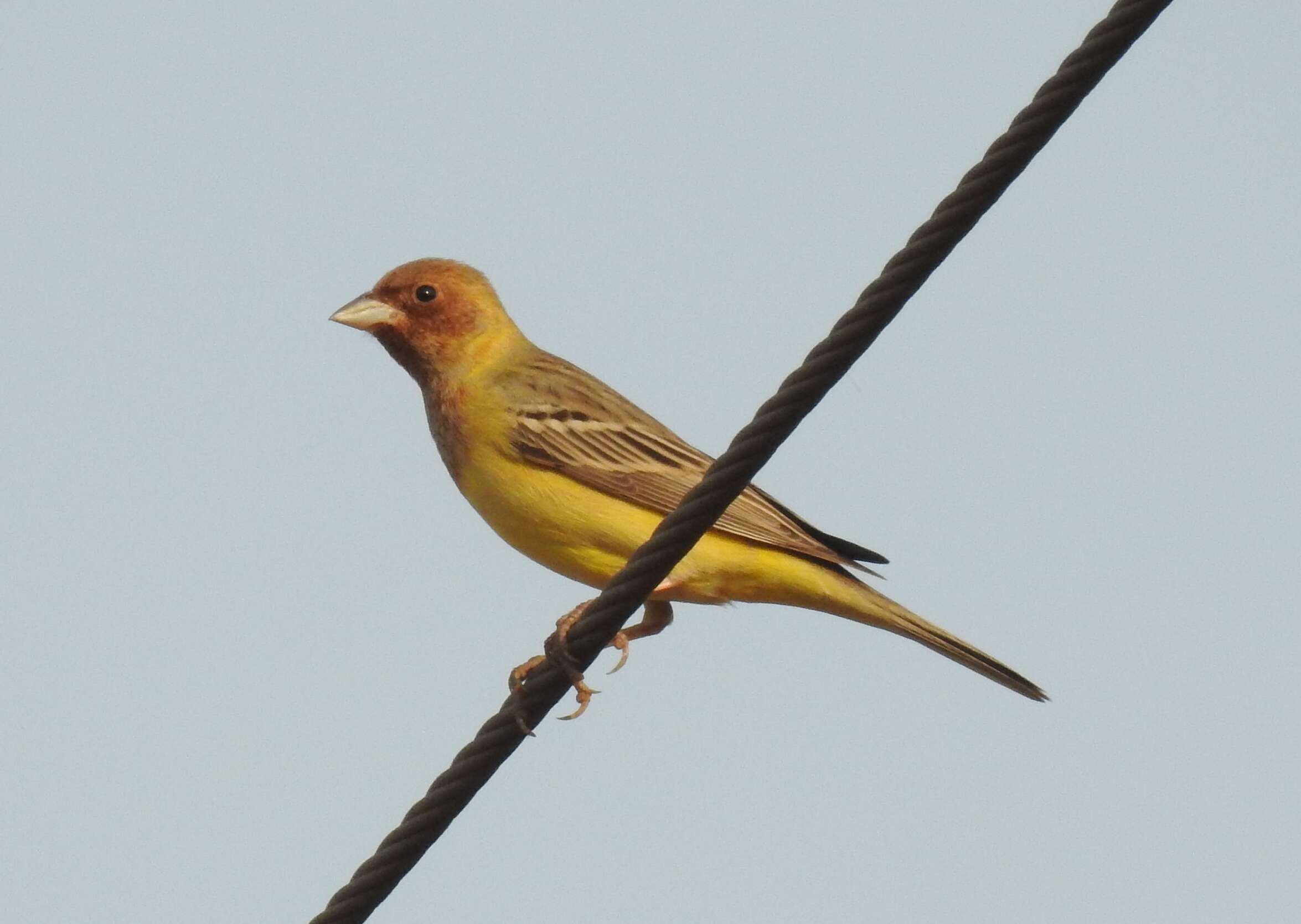 Image of Brown-headed Bunting