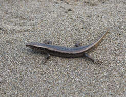 Image of Shore skink