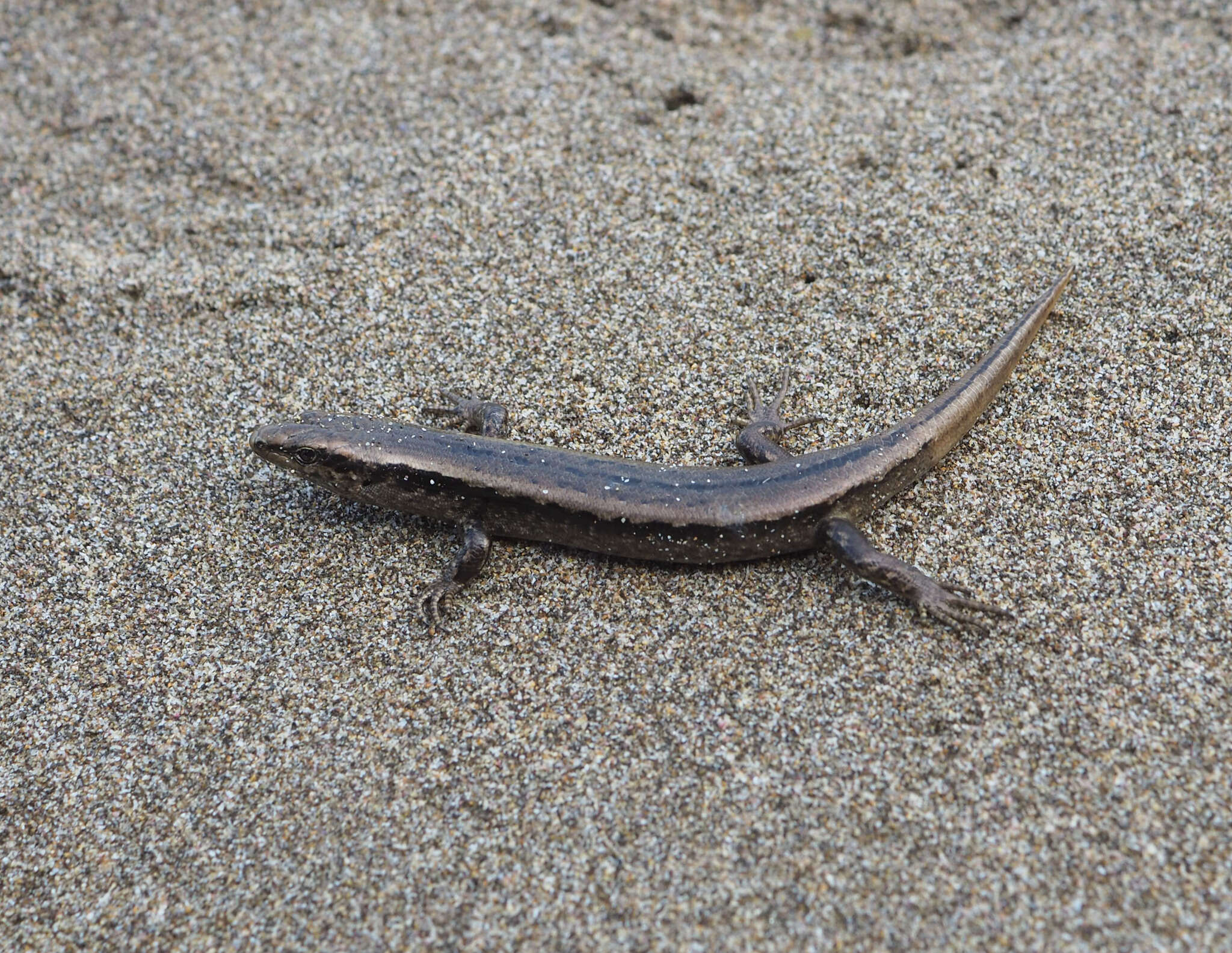 Image of Shore skink