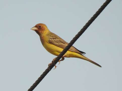 Imagem de Emberiza bruniceps Brandt & JF 1841