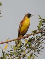 Image of Black-headed Bunting