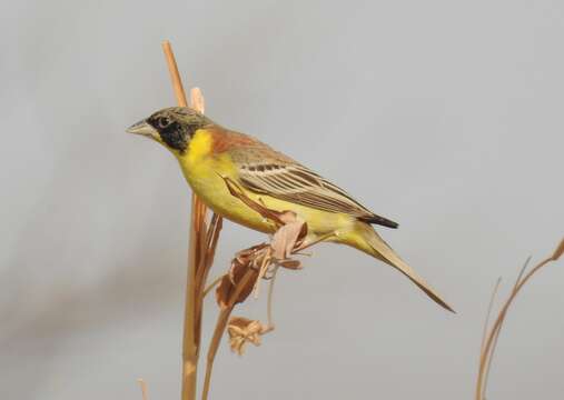 Image of Black-headed Bunting