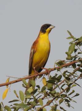 Image of Black-headed Bunting