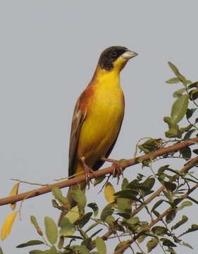 Image of Black-headed Bunting