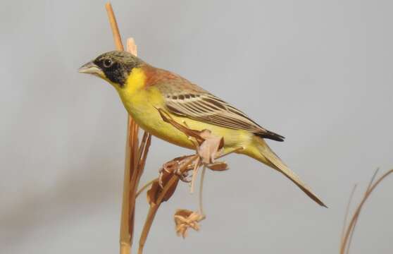 Image of Black-headed Bunting