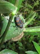 Image of Cactophagus spinolae Champion & G. C. 1910