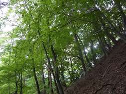 Image of Japanese Beech