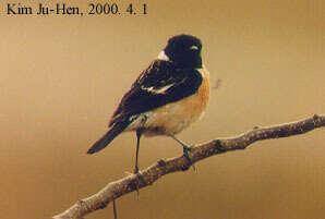 Image of Stejneger's Stonechat