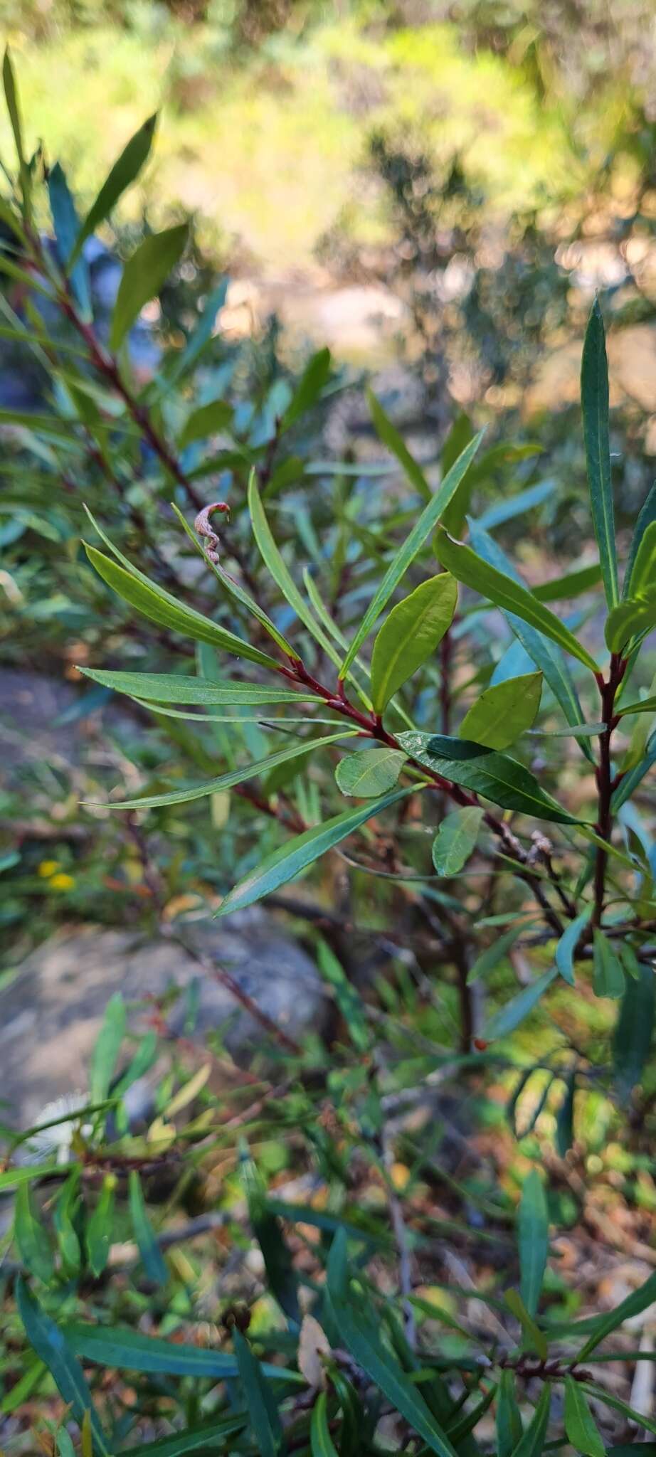 Myrceugenia lanceolata (Juss. ex Jaume St.-Hil.) Kausel resmi