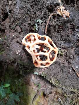 Image of Clathrus chrysomycelinus Möller 1895