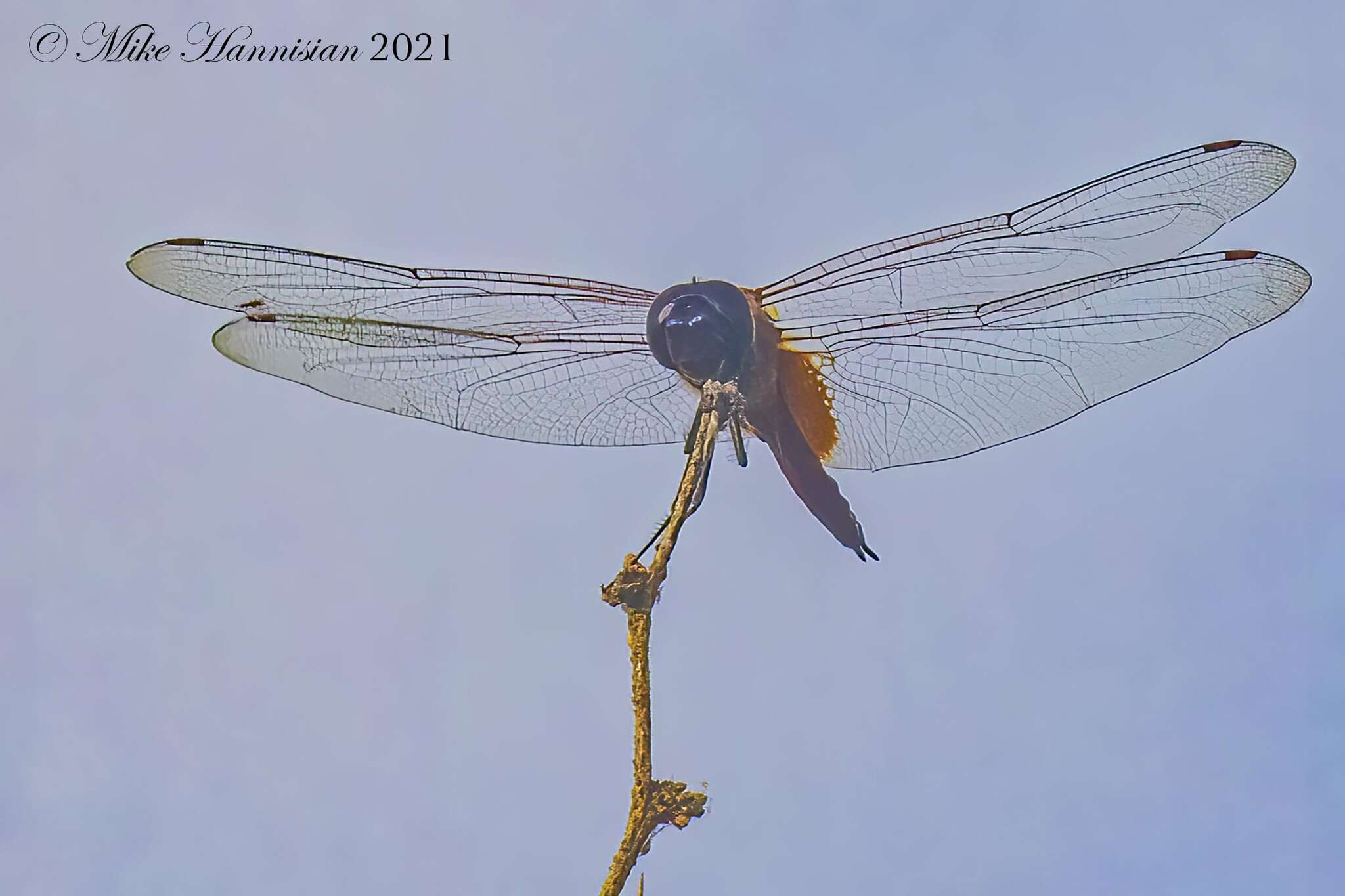 Tramea insularis Hagen 1861 resmi