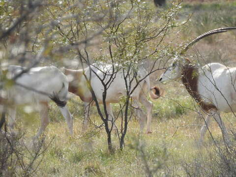 Image of Scimitar-horned Oryx