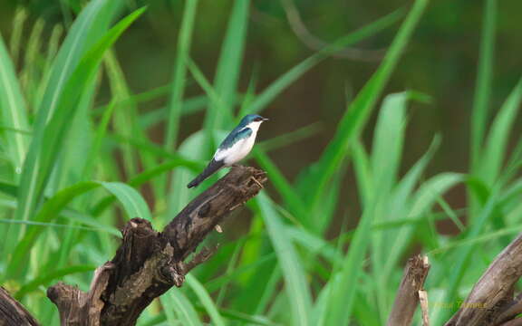 Tachycineta albiventer (Boddaert 1783)的圖片