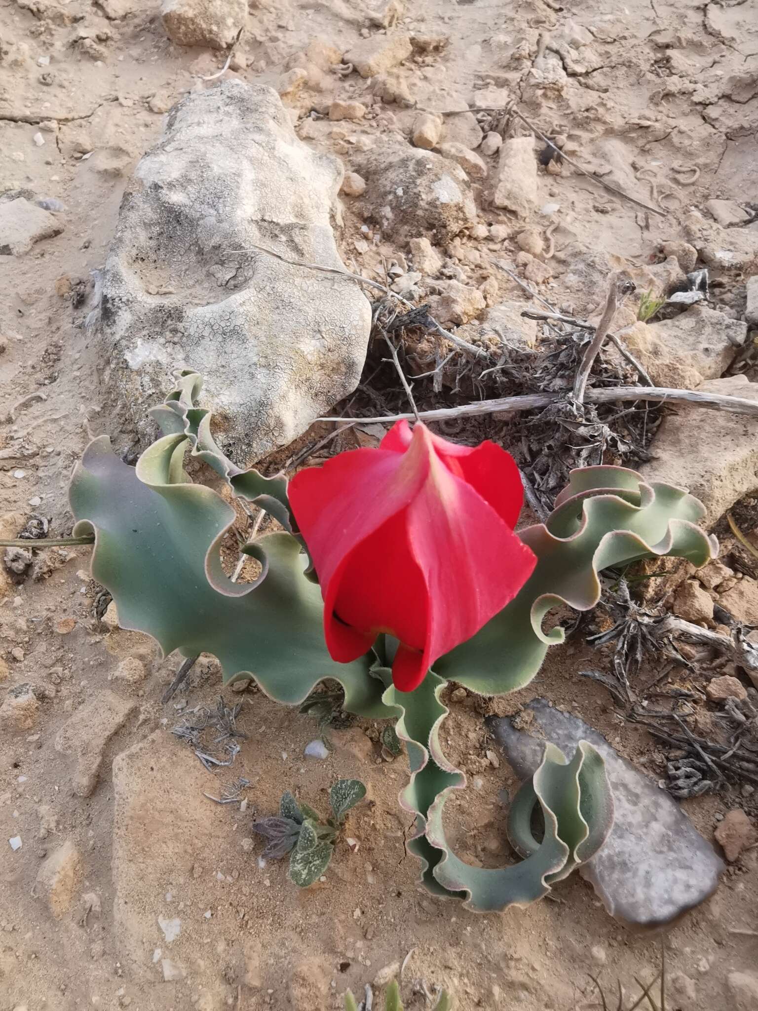 Image of Tulipa systola Stapf