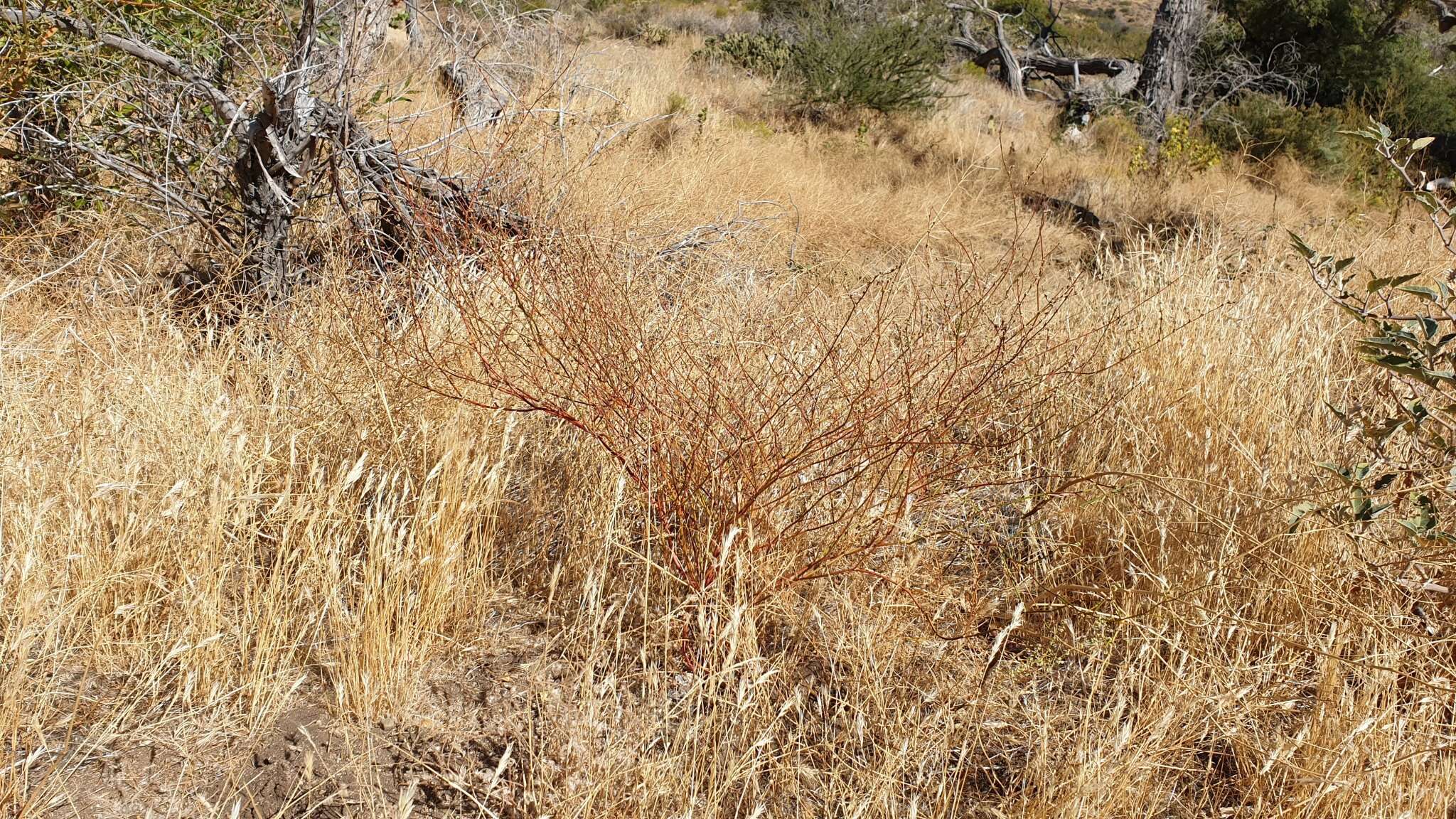 Image of slender woolly buckwheat