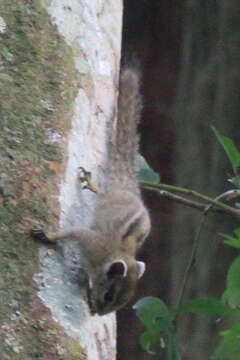 Image of Alexander's Bush Squirrel