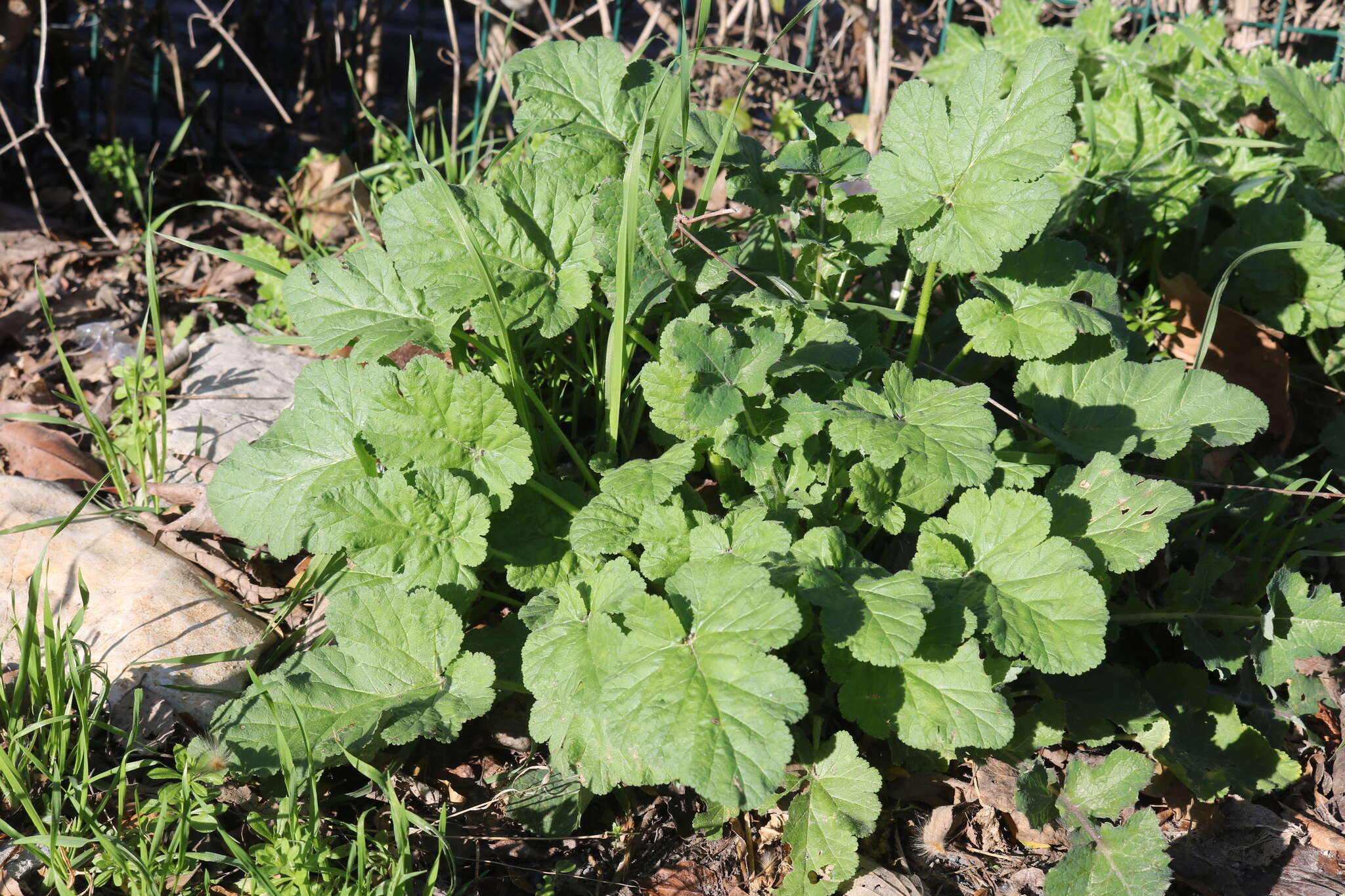 Imagem de Erodium malacoides subsp. malacoides