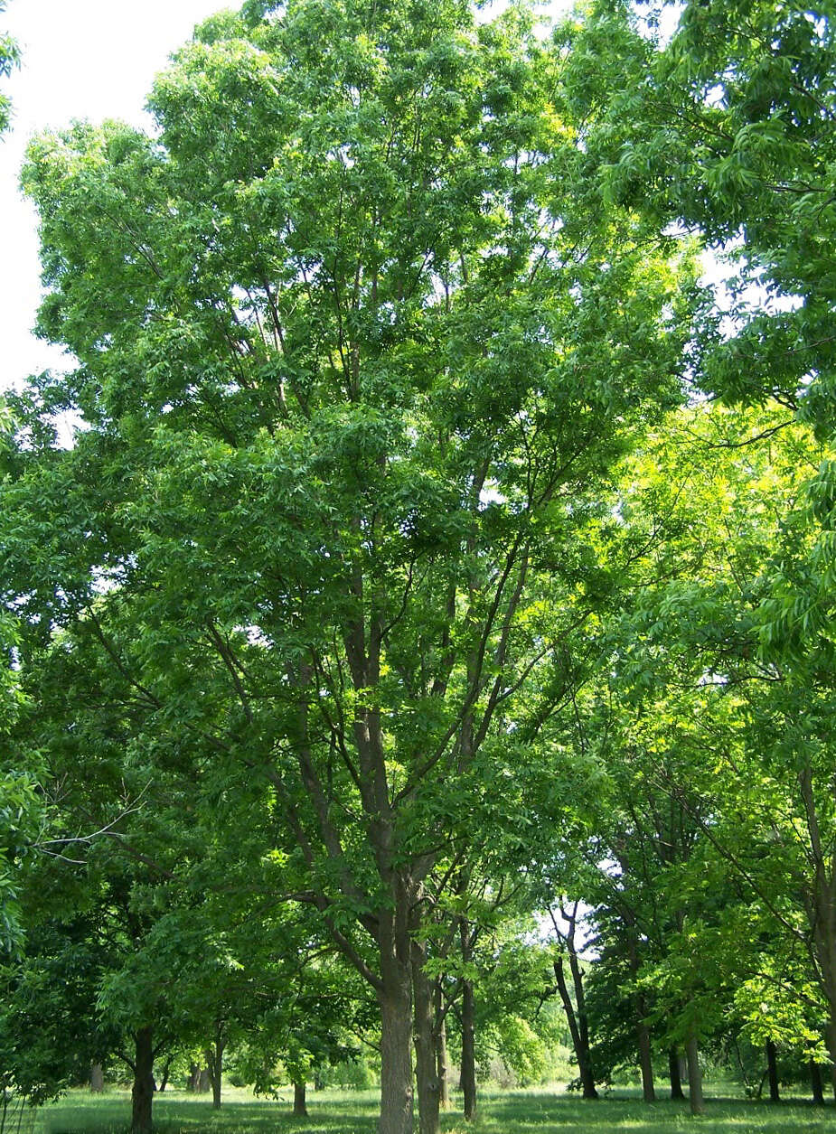 Image of Carya illinoinensis